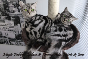 shorthair tabby cats 14 Magic Tabbys Jimmy-Joshua